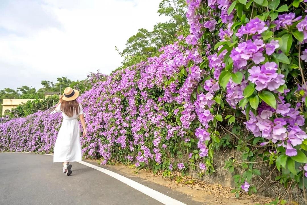 「蒜香藤」因搓揉花、葉，會散發出濃郁的蒜香味而得名。（圖／翻攝自苗栗玩透透FB）