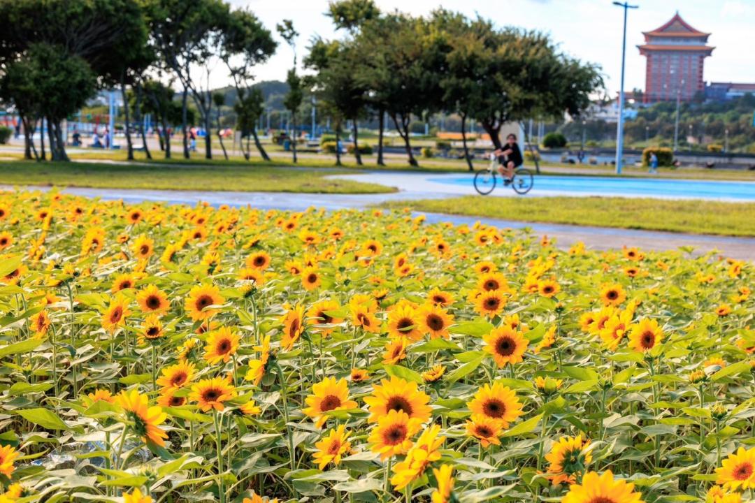 大佳河濱公園康芮颱風前花況，大片金黃向日葵花海盛開。（圖／台北市政府工務局水利工程處提供）