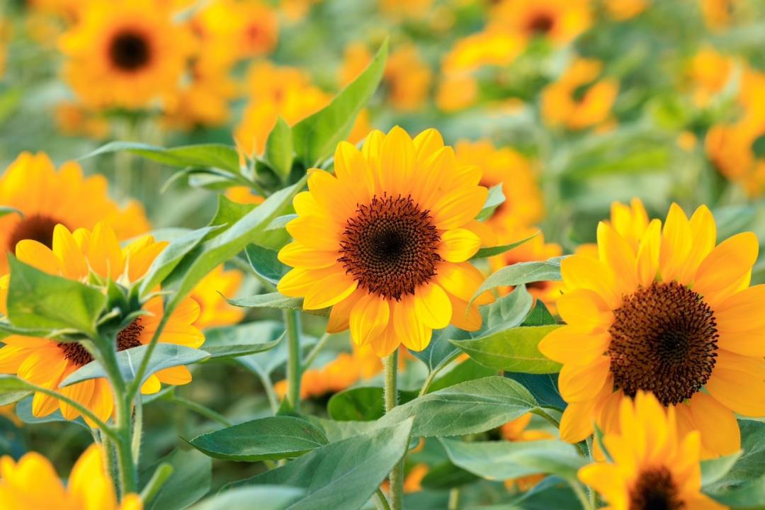 橙花黑心與橙花綠心品種的向日葵，在颱風前已達滿開盛況。（圖／台北市政府工務局水利工程處提供）