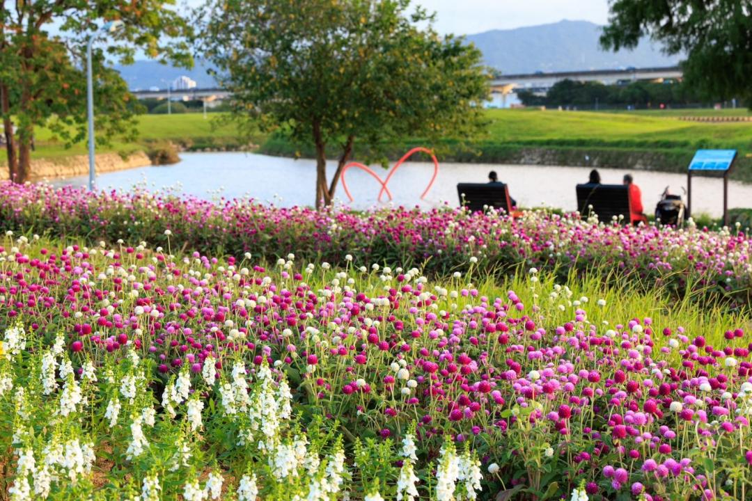 美堤河濱公園康芮颱風前花況，今年花海加碼擴大再出發。（圖／台北市政府工務局水利工程處提供）