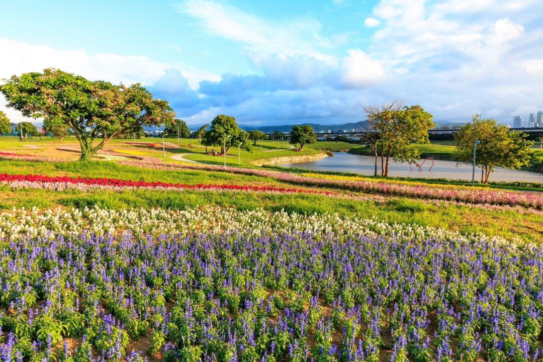 今年加碼美堤壘球場旁高層次大波斯、黃波斯、百日草花海，顯得更加繽紛動人。（圖／台北市政府工務局水利工程處提供）