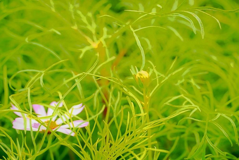 河濱展區大波斯菊含苞待放。（圖／台北市政府工務局提供）