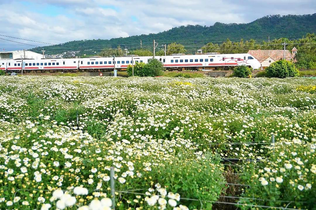 白色菊花海綻放，有如田間披上一層白雪，搭配火車入鏡更夢幻。（圖／攝影師徐世超提供）