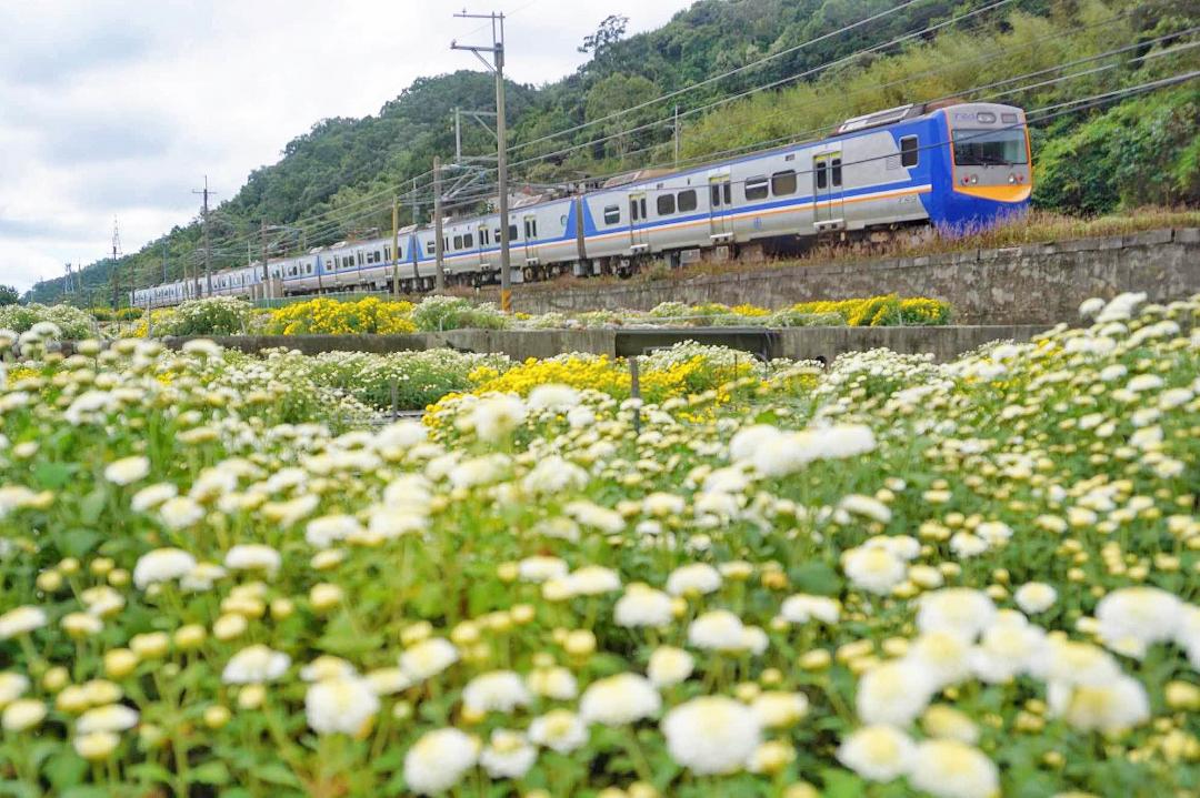 苗栗杭菊花況達５成！金黃純白花海與火車同框、絕美拍攝點曝光