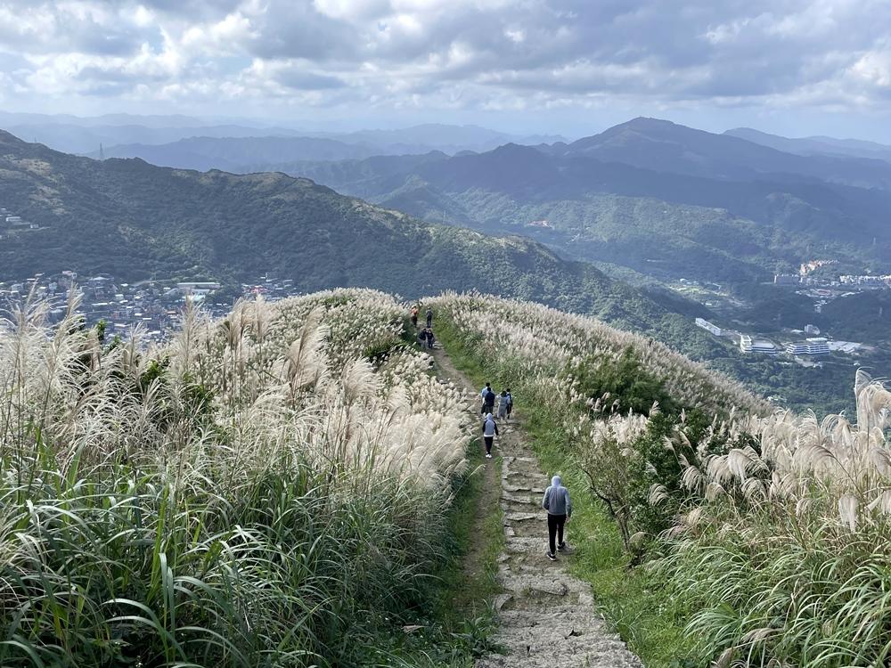 基隆山步道沿線滿布五節芒，蒼茫氣象令人讚嘆。（圖／新北觀遊局提供）