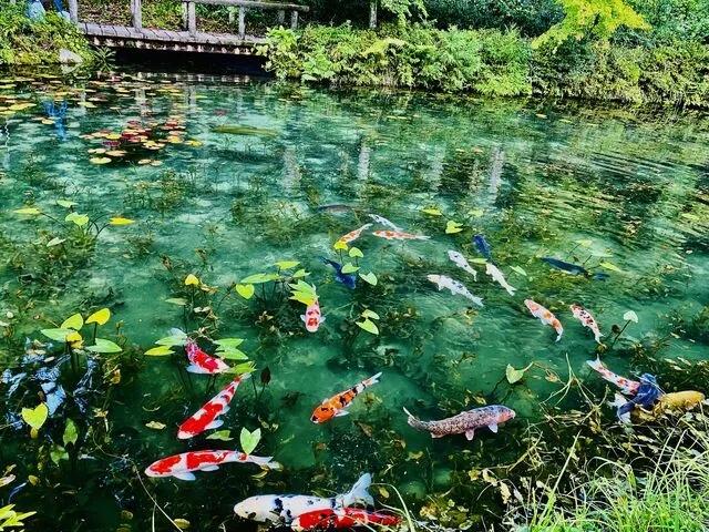 無名水池爆紅成「莫內之池」！日本神社秘境賞油畫般青塘睡蓮