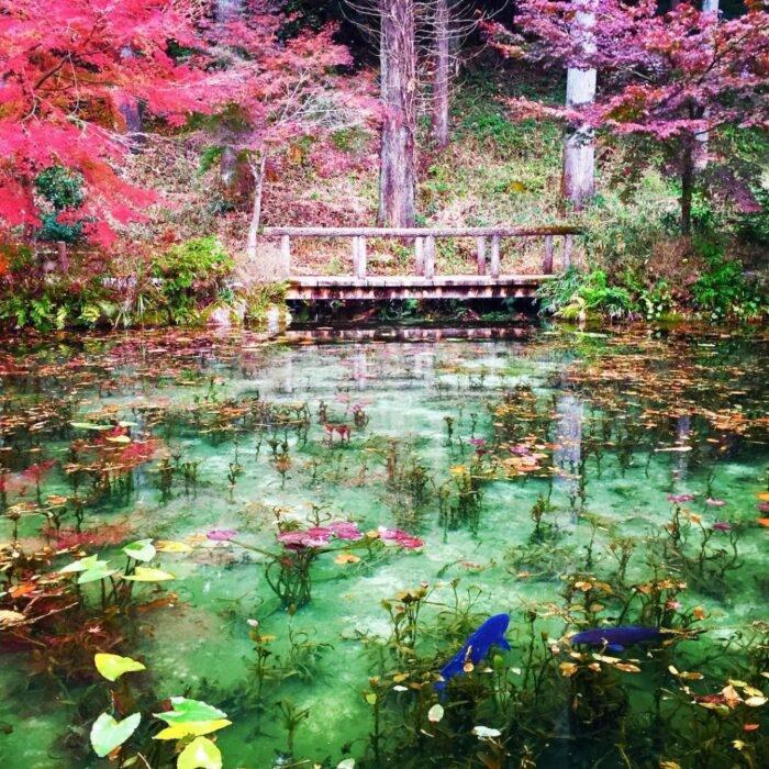 無名水池爆紅成「莫內之池」！日本神社秘境賞油畫般青塘睡蓮