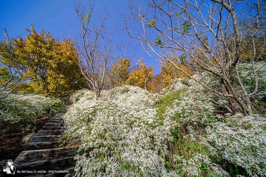 台中「沐心泉農場」宣布今年白雪木與黃金楓花季從11月23日起登場。（圖／攝影師鄭傑森提供）