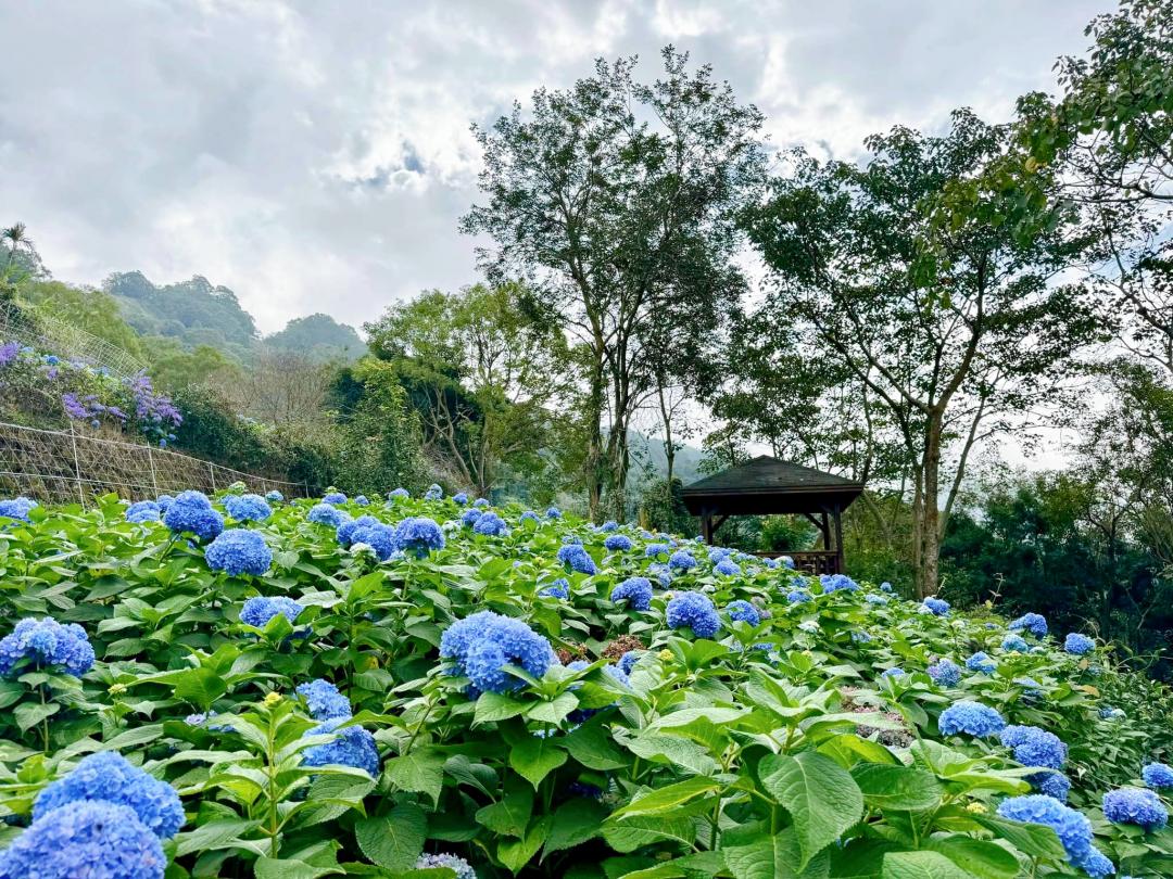 冬日裡綻放的藍色繡球花海成為亮點。（圖／翻攝自沐心泉休閒農場FB）