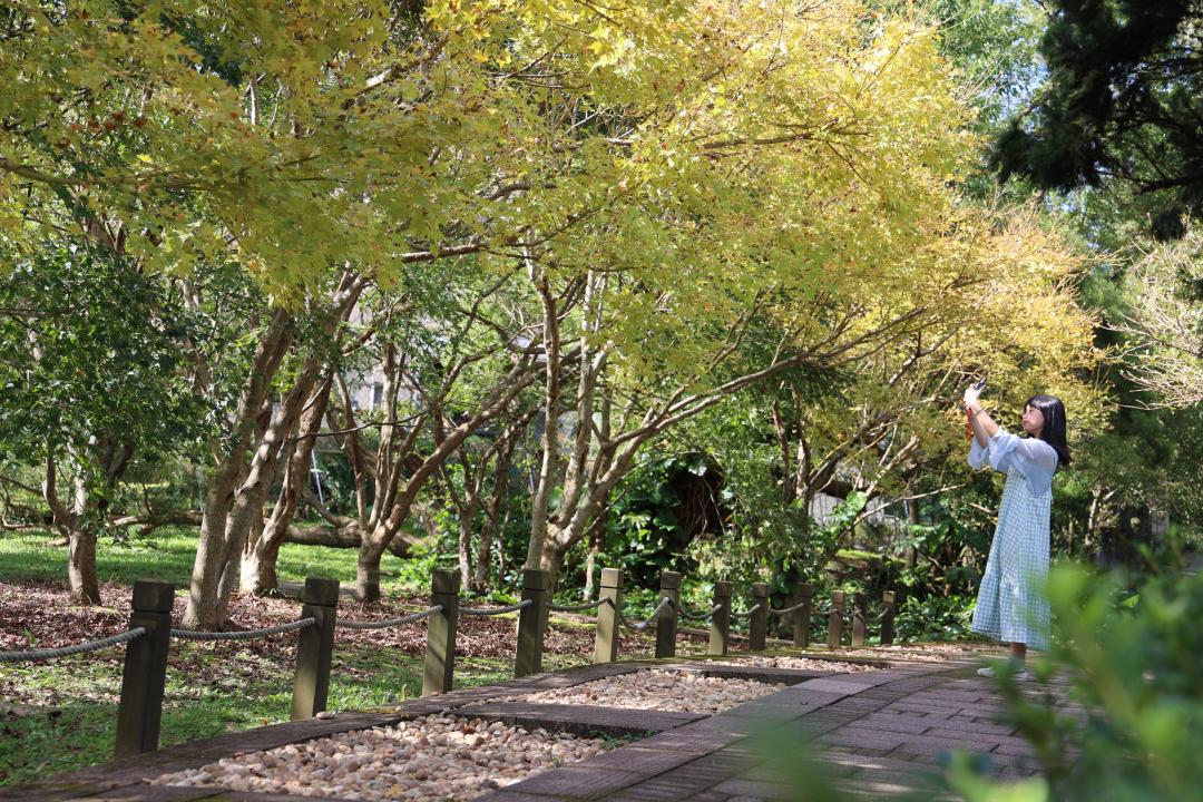 銀杏葉由綠轉為優雅的鵝黃色，陽光穿透層層樹梢，撒下柔和光影。（圖／台北市政府工務局公園路燈工程管理處提供）