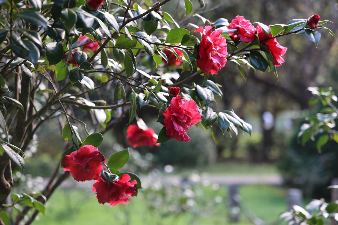 園區的紅色茶花提前盛開迎賓。（圖／台北市政府工務局公園路燈工程管理處提供）