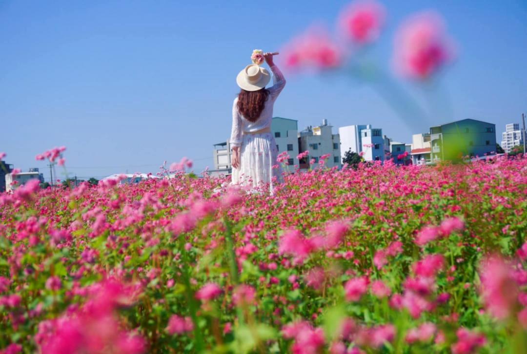 台中賞花新秘境搶先拍！紅色蕎麥花海、繽紛波斯菊廣達9甲地