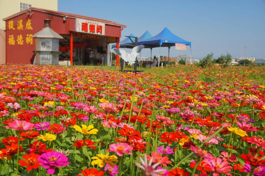 百日草五顏六色的花海與福德祠同框。（圖／攝影師徐世超提供）