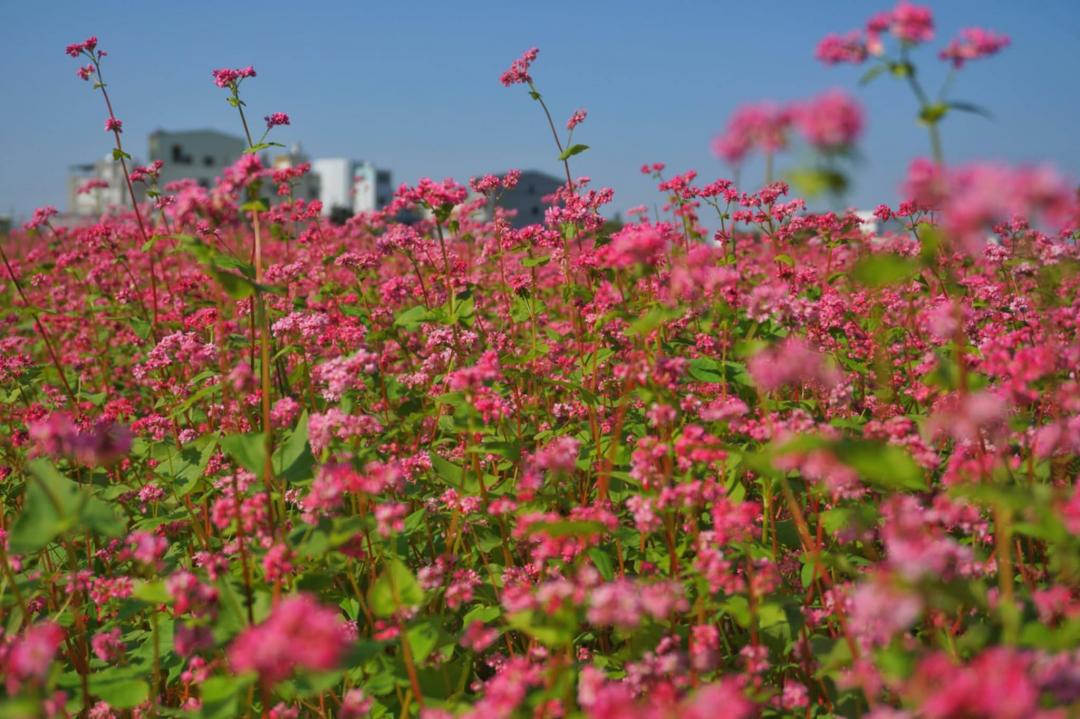 紅蕎麥花是來自日本的品種，有高嶺紅寶石之稱。（圖／攝影師徐世超提供）