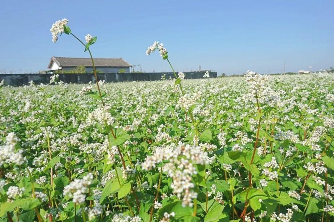 彰化雪白蕎麥花海綻放！最新花況曝光、重現韓劇《鬼怪》浪漫場景