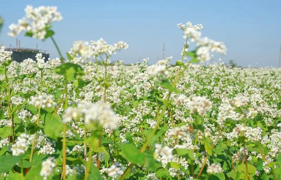 純白花海美景再現，免飛到韓國就能捕捉經典韓劇場景。（圖／攝影師徐世超提供）