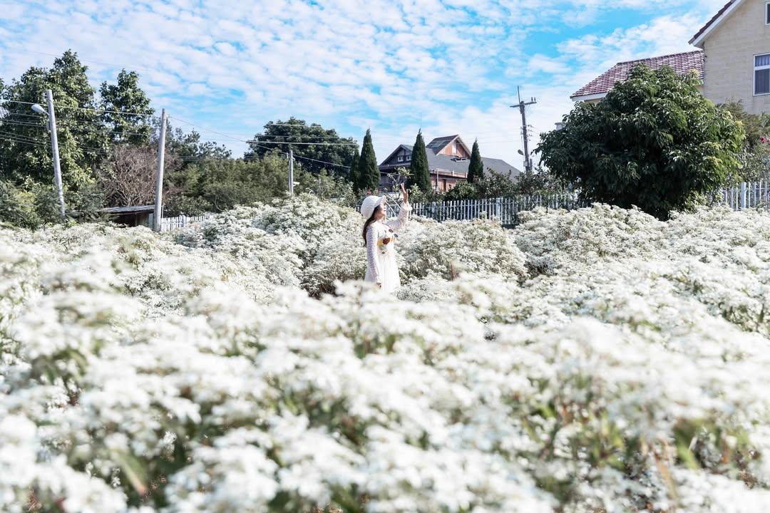 台中白雪木新秘境隱藏在玫瑰花園裡！廣達400坪「耶誕初雪」大爆發