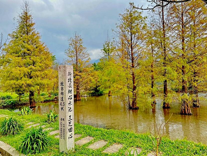 「新北最甜心水池」數十棵落羽松變金黃色！同框芒花山景更夢幻