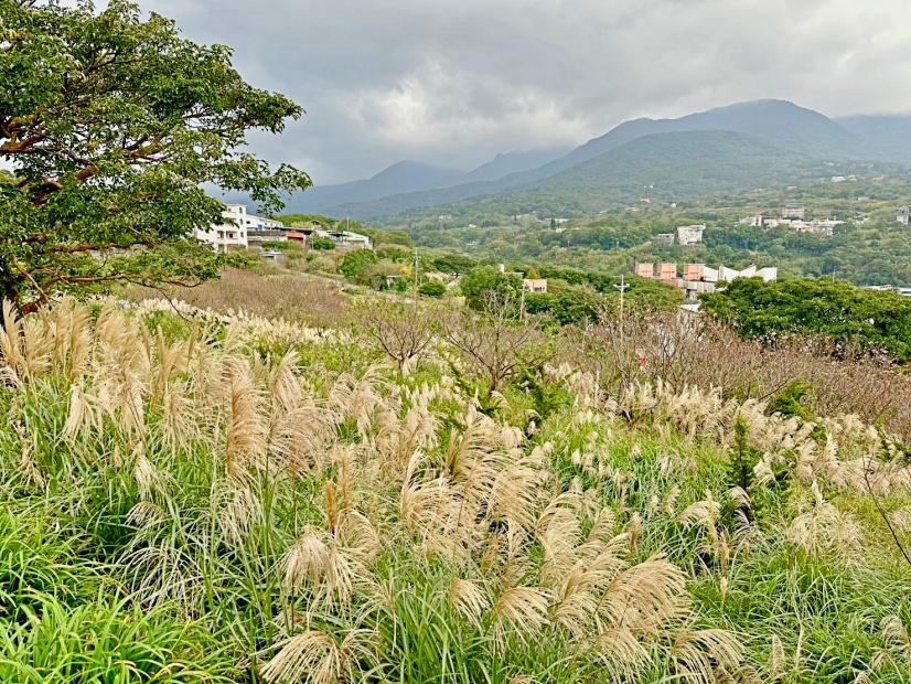 現在造訪田心子能同時欣賞到大量的芒花與落羽松變色。（圖／翻攝自賞花快報FB）