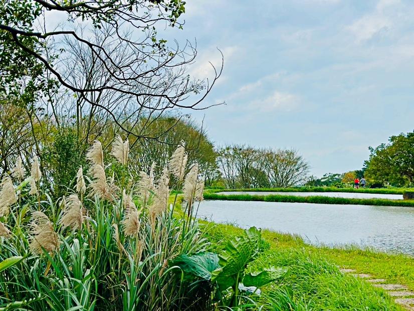 芒花與水池美景相互映襯，充滿詩意。（圖／翻攝自賞花快報FB）