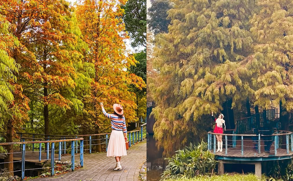 冷空氣催紅落羽松林！桃園絕美「湖畔秘境」漸層隧道免門票打卡