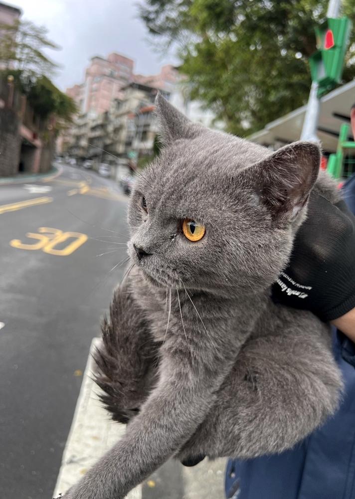 飼主未注意家中門窗防護可能使寵物跑出戶外發生危險。（北市動保處提供）