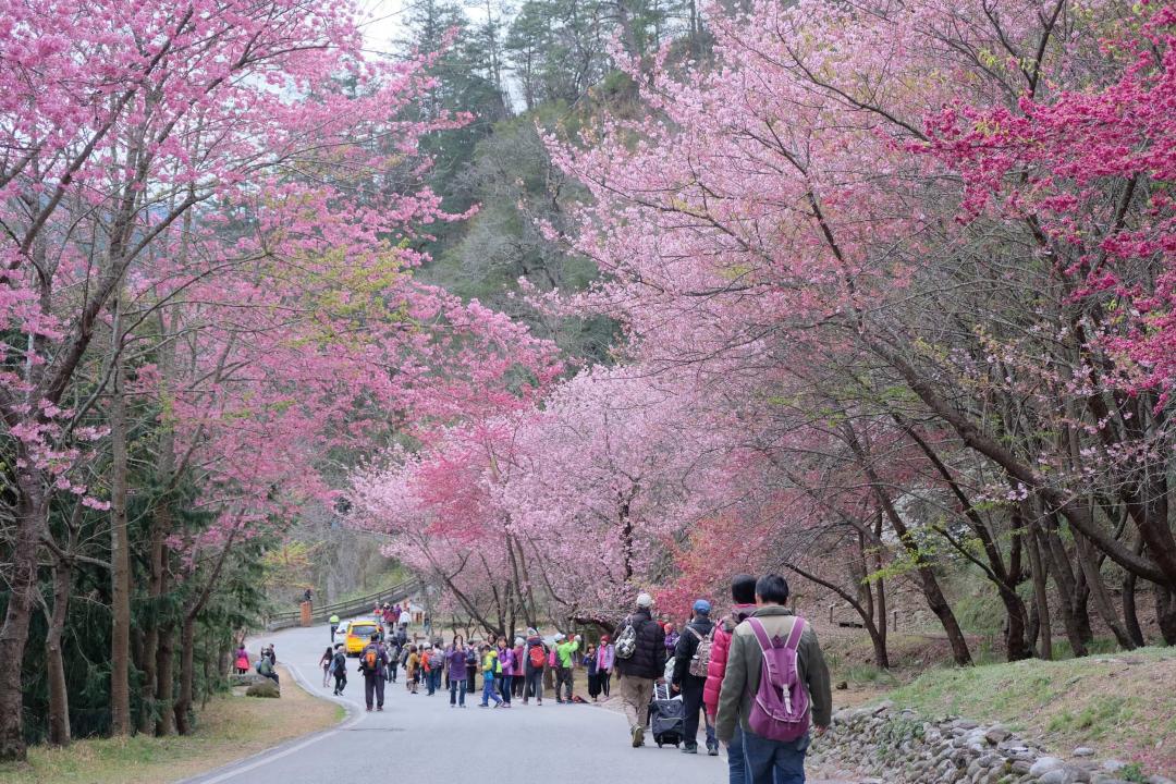 武陵農場保證入園、住山上旅宿，體驗日式浴衣及現場民歌演唱。（圖／雄獅旅遊提供）