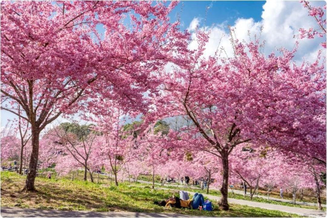 福壽山農場入住宋莊及國民賓館，賞千櫻園櫻花。（圖／雄獅旅遊提供）