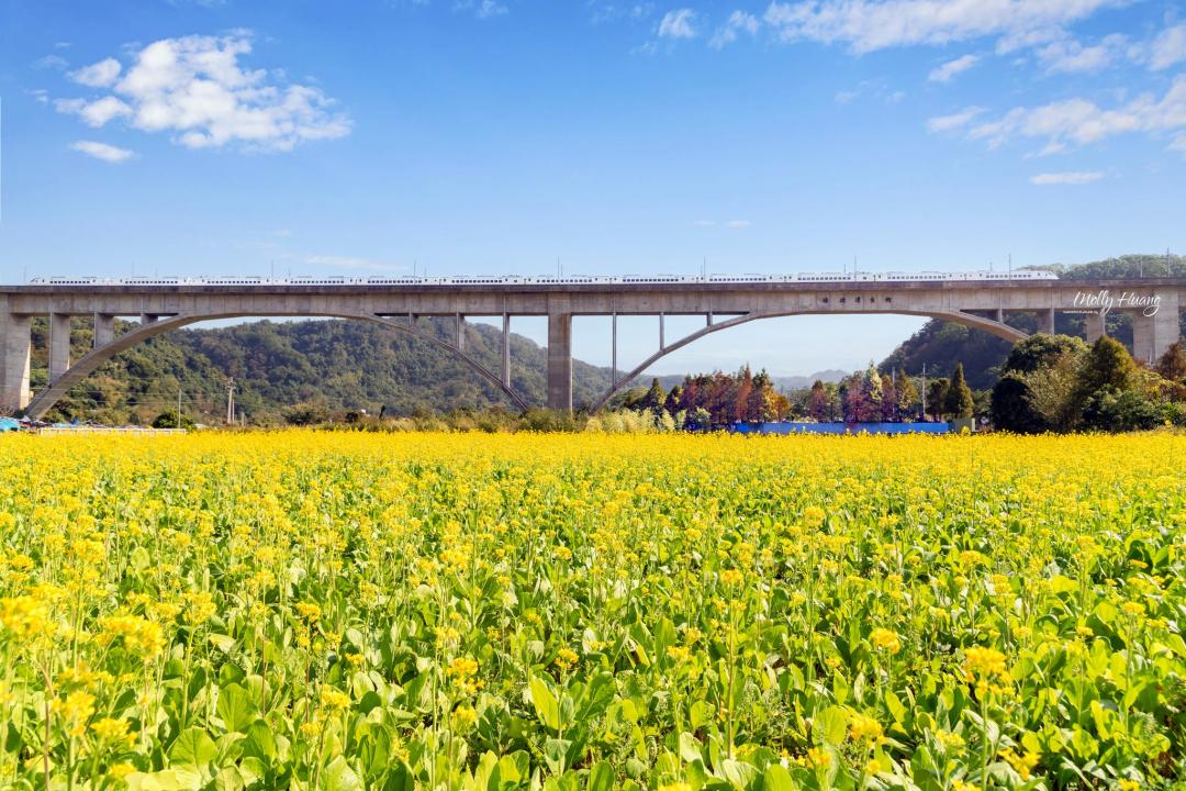 苗栗縣「鯉魚潭拱橋」位於三義車站與泰安車站之間，現在能同步欣賞落羽松與油菜花海。（圖／IG@molly888666提供）