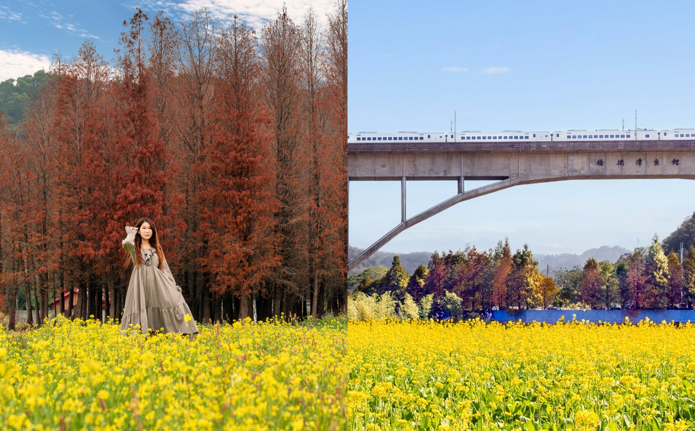 網譽「全台最紅落羽松」在苗栗三義！絕美秘境同框火車、油菜花海超好拍