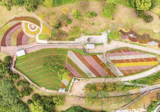 三層崎花海是公園處利用GPS定位放樣技術所打造出的獨特地景花季，描繪出絕無僅有的大冠鷲地景。（圖／北市工務局提供）