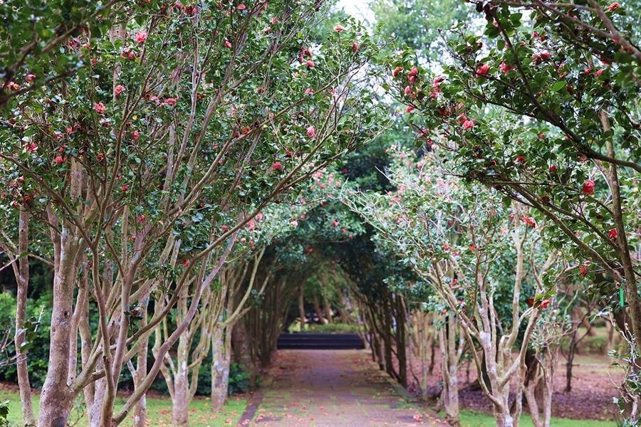 花卉試驗中心園內熱點「茶花隧道」。（圖／北市工務局提供）