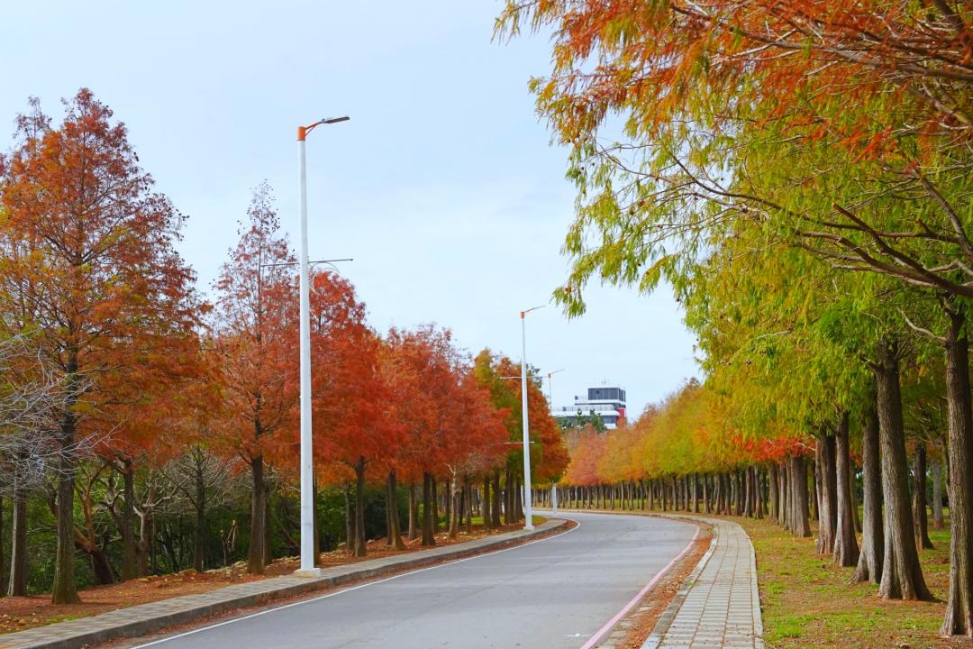 一整條「麗寶落羽松大道」開始轉紅了，提醒旅客拍攝時務必注意車況、小心安全。（圖／翻攝自麗寶樂園FB)