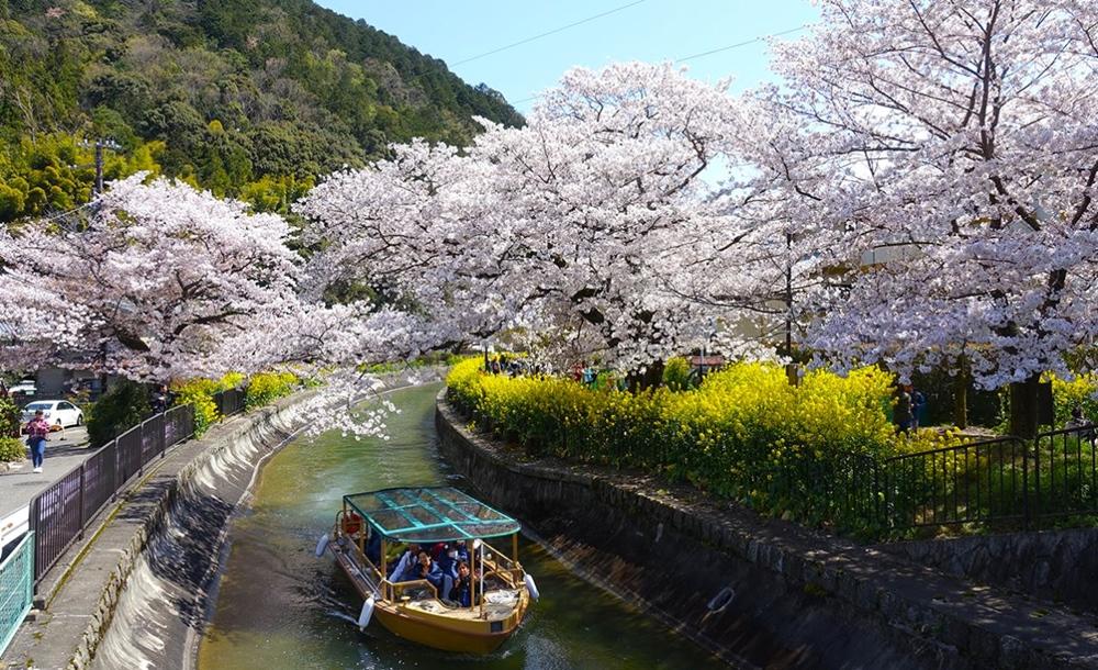 河岸兩側同時開滿櫻花與油菜花。（圖片提供／京都市台灣推廣事務所提供）