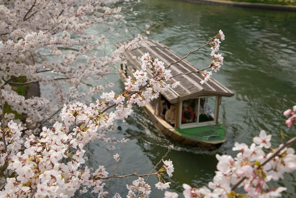 櫻花季的伏見十石舟。（圖片提供／京都市台灣推廣事務所提供）