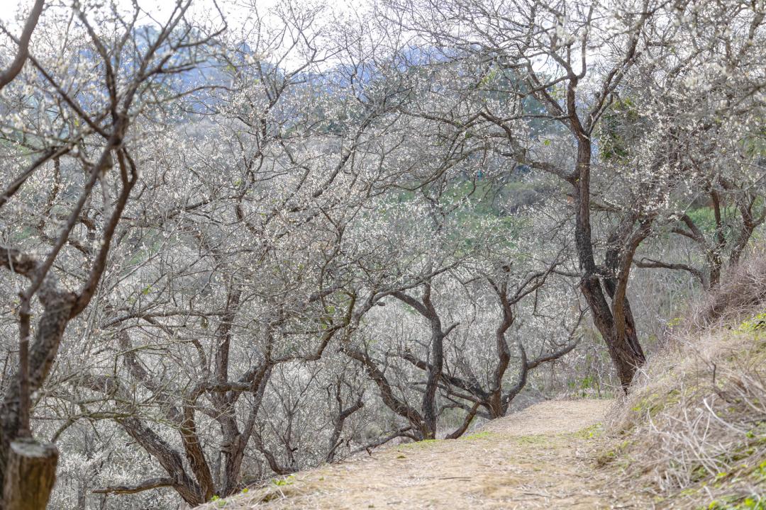 漫步在「九尖茶廠」的梅花步道上，還能同步欣賞層層疊疊的美麗山景。（圖／翻攝自南投縣政府FB）