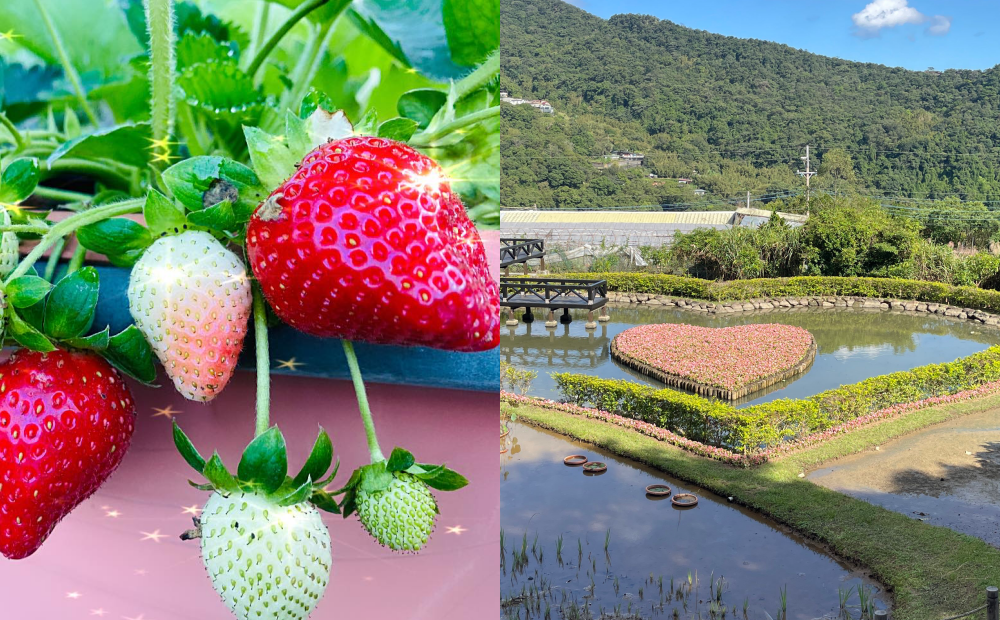 初二來台北採草莓！隱藏版粉紅雙心池、絕美空中廊道必打卡