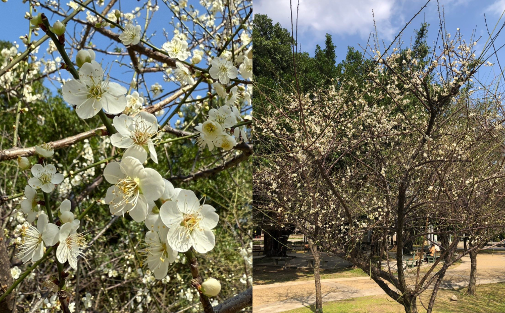 園內老梅樹花朵綻放，吸引蜜蜂聞香來訪、採集花蜜。（圖／台北市政府工務局提供）