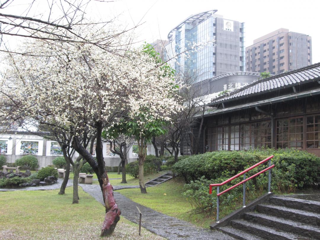 往年逸仙公園梅花開花的盛況，同框日式建築別有一番美感。（圖／台北市政府工務局提供）