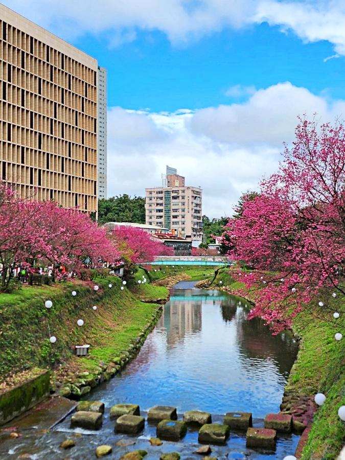 新北汐止區康誥坑溪旁的步道平緩，種植約200株山櫻，美不勝收。（圖／新北市政府綠美化環境景觀處提供）