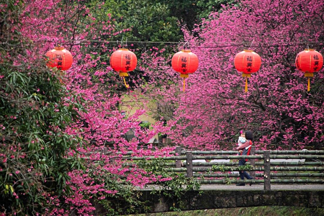 康誥坑溪櫻花大道迎來花季，民眾可順道至一旁福興宮祈福。（圖／新北市政府綠美化環境景觀處提供）