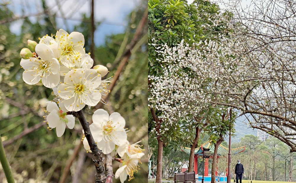 台北11處「梅花景點」最新花況曝光！走春美拍雪白隧道、遊戲場遛小孩