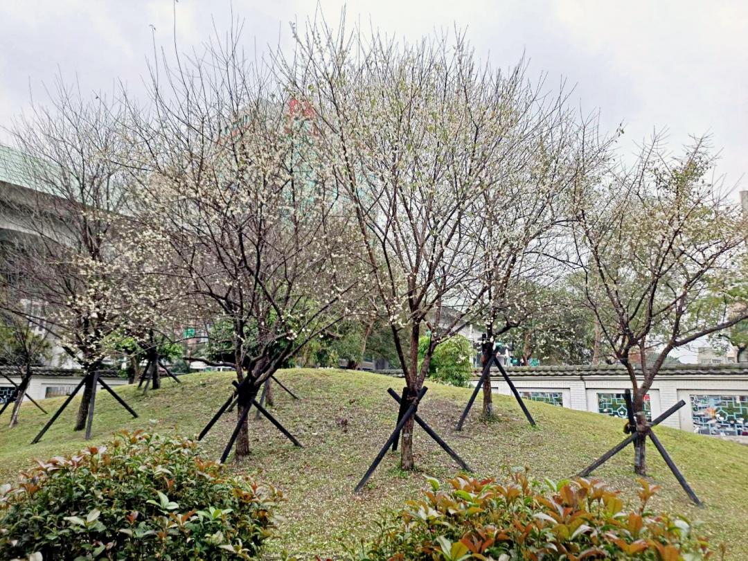 「逸仙公園」可欣賞到純白、粉紅兩種花色的梅花。（圖／台北市政府工務局公園處提供）