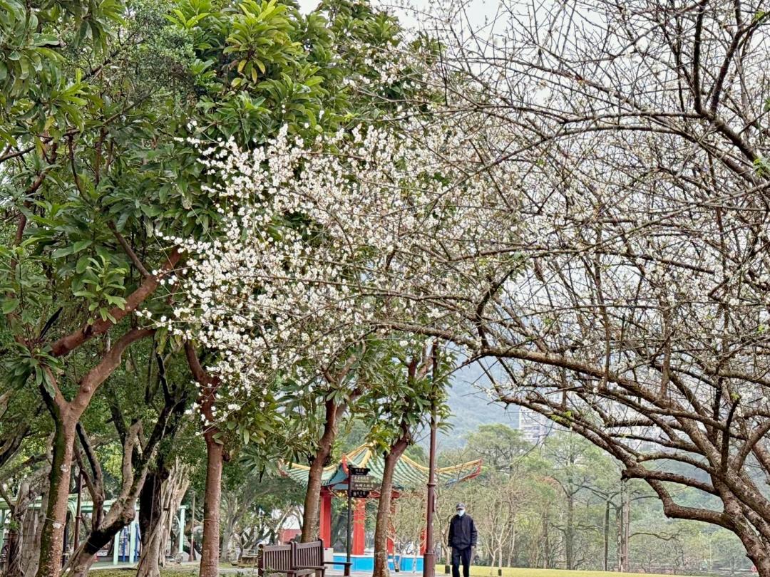 「南港公園」栽種12株梅花，目前開花約2～4成。（圖／台北市政府工務局公園處提供）