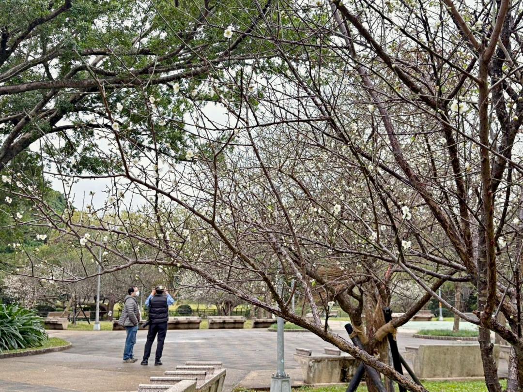 「青年公園」民間劇場前白梅花約20株，目前花開5成。（圖／台北市政府工務局公園處提供）