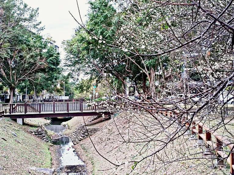 「奇岩三號公園」中崙仔溝畔梅花盛開。（圖／台北市政府工務局公園處提供）