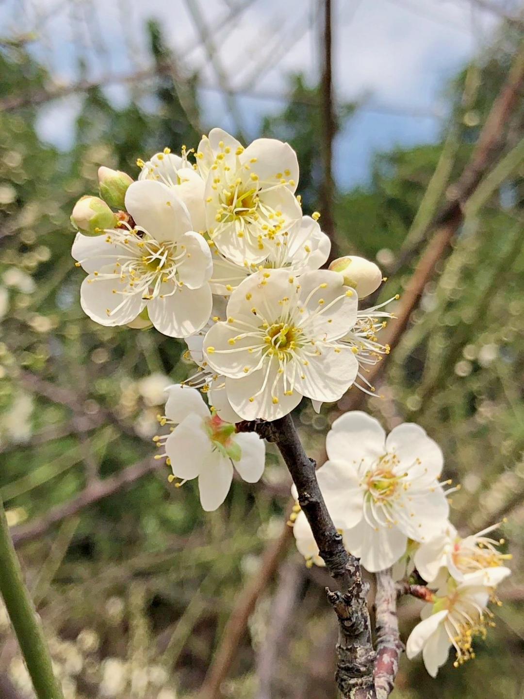 「榮星花園公園」目前已能欣賞到一整排老梅樹開花。（圖／台北市政府工務局公園處提供）