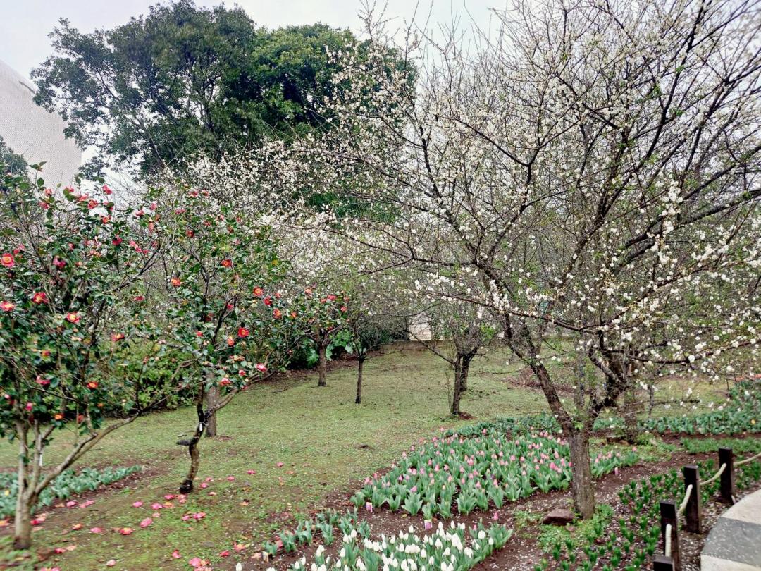 陽明山「花卉試驗中心」梅花綻放迎春節。（圖／台北市政府工務局公園處提供）