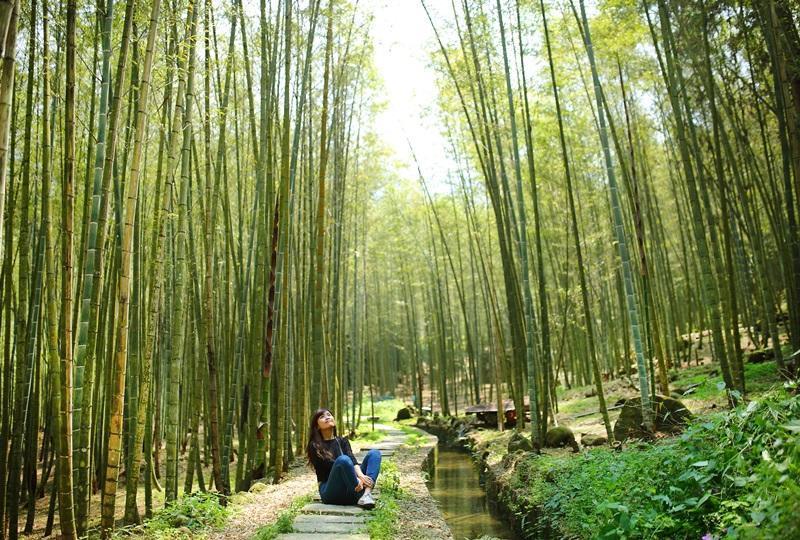 「長源圳生態步道」媲美嵐山竹林，有著無盡延伸的竹林海、平緩好走的健行步道。（圖／本報資料照，李惠洲攝）