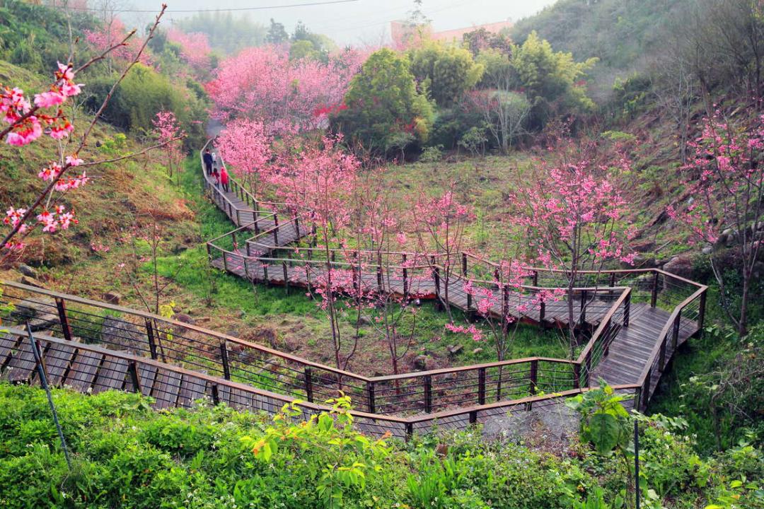 「石棹櫻之道」遍植昭和櫻及山櫻，花季晚上會點燈，能欣賞到日夜不同的櫻花之美。（本報資料照，記者王善嬿攝）